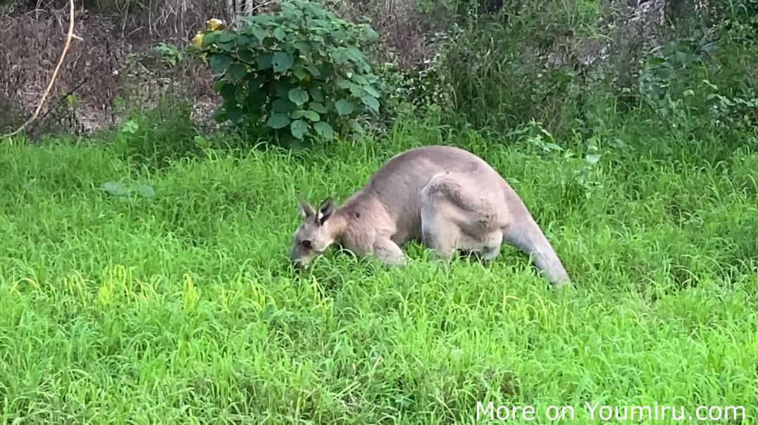 ⁣Bargara  Evening walk On Mon Repos Walking Track