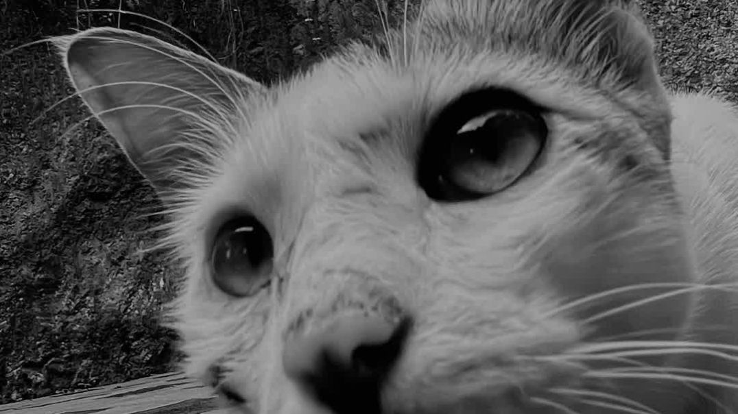 ⁣When the cat met a street photographer in kerala