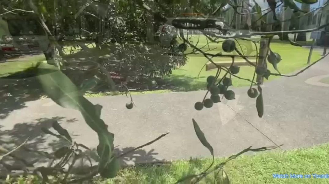 ⁣Macadamia Australia Alloway QLD Walk in